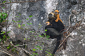 Cat Ba langur (Trachypithecus poliocephalus), female and her baby on cliff side, Cat Ba island , Vietnam