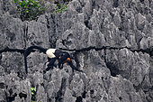 Delacour's langur,(Trachypithecus delacouri), female and her baby on a cliff, Van Long Nature Reserve, Vietnam
