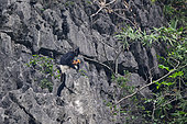 Delacour's langur,(Trachypithecus delacouri), female and her baby on a cliff, Van Long Nature Reserve, Vietnam