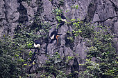 Delacour's langur,(Trachypithecus delacouri), group with a female and her baby on a cliff, Van Long Nature Reserve, Vietnam