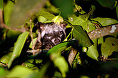 Southern Palm civet (Paradoxurus musanga) Cat Tien National Park