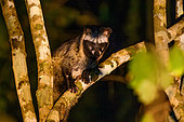 Southern Palm civet (Paradoxurus musanga) in a tree, Cat Tien National Park