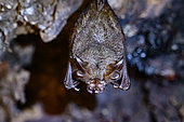 Wooly Horseshoe Bat (Rhinolophus luctus), Cat Tien national park, Vietnam