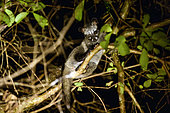 Southern Palm civet Paradoxurus musanga) in a tree, Cat Tien National Park