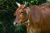 Zebu breed Bo Shahiwal, Vietnam