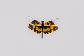 Common Picture Wing (Rhyothemis variegata) in flight, Vietnam