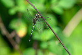 Green Marsh Hawk (Orthetrum sabina) eating an other dragonfly, Danag, Vietnam.
