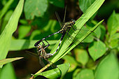 Green Marsh Hawk (Orthetrum sabina) heart-shaped coitus., Danang, Vietnam.