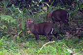 Annamite Muntjac (Muntiacus truongsonensis), Bach Ma National park, Vietnam
