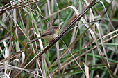 Yellow-bellied Prinia (Prinia flaviventris), feeding on an insect, Van Long Nature Reserve, Vietnam