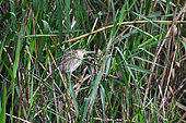 Yellow Bittern (Ixobrychus sinensis) on reed, Van Long Nature Rerserve, Vietnam.
