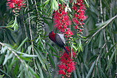 Crimson Sunbird (Aethopyga siparaja) male on Callistemon tree, Cúc Phuong National Park, Vietnam