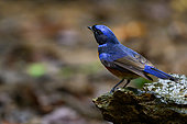 Fujian Niltava(Niltava davidi) male on rock, Cúc Phuong National Park, Vietnam