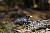 Japanese Thrush (Turdus cardis) male on rock, Cúc Phuong National Park, Vietnam