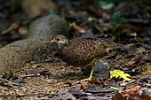 Green-legged Partridge Tropicoperdix chloropus tonkinensis) on ground, Phuong National Park, Vietnam