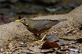 Grey-backed Thrush (Turdus hortulorum) on ground, Cúc Phuong National Park, Vietnam
