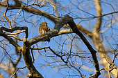 Asian Barred Owlet (Glaucidium cuculoides) on a branch, Cat Tien national park, Vietnam