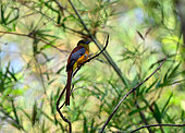 Orange-breasted trogon (Harpactes oreskios) on a branch, Cat Tien national park, Vietnam