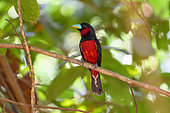 Black-and-red Broadbill (Cymbirhynchus macrorhynchos) on a branch, Cat Tien national park, Vietnam