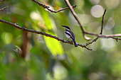 Bar-winged Flycatcher-shrike (Hemipus picatus) on a branch, Cat Tien national park, Vietnam