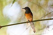 White-rumped Shama (Copsychus malabaricus macrourus), female on bamboo, Cat Tien national park, Vietnam