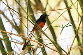 White-rumped Shama (Copsychus malabaricus macrourus), male on bamboo, Cat Tien national park, Vietnam