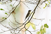 Asian Brown Flycatcher (Muscicapa dauurica) on a branch, Cat Tien national park, Vietnam
