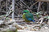 Bar-bellied Pitta (Hydrornis elliotii) male on ground, Cat Tien national park, Vietnam