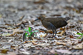 Slaty-legged Crake (Rallina eurizonoides) female on ground, Cat Tien national park, Vietnam