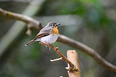Hainan Blue Flycatcher (Cyornis hainanus klossi), female on a branch, Cat Tien national park, Vietnam