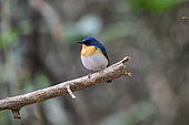 Hainan Blue Flycatcher (Cyornis hainanus klossi) male on a branch, Cat Tien national park, Vietnam