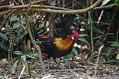 Red Junglefowl (Gallus gallus), male on ground, Cat Tien national park, Vietnam