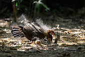 Red Junglefowl (Gallus gallus), femelle dustbathing, Cat Tien national park, Vietnam