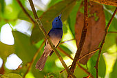 Black-naped Monarch (Hypothymis azurea) on a branch, Cat Tien national park, Vietnam