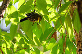 Common Iora (Aegithina tiphia) searching insects in the foliage, Cat Tien national park, Vietnam