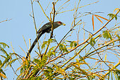 Green-billed Malkoha (Phaenicophaeus tristis) with a caterpillar in the beak, Cat Tien national park, Vietnam