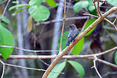 Dark-sided Flycatcher (Muscicapa sibirica) on a branch, Cat Tien national park, Vietnam