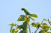 Red-breasted Parakeet (Psittacula alexandri) on a branch, Cat Tien national park, Vietnam