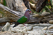 Common Emerald Dove (Chalcophaps indica) male on ground, Cat Tien national park, Vietnam