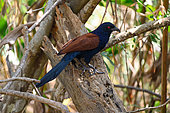 Greater Coucal (Centropus sinensis) on a trunk, Cat Tien national park, Vietnam