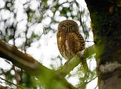 Collared Owlet (Taenioptynx brodiei) on a branch, Bach Ma National park, Vietnam
