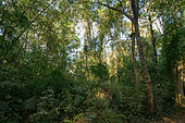Forest, Cat Tien national park, Vietnam