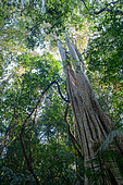 Forest, Cat Tien national park, Vietnam