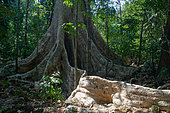 Tung tree (Tetrameles nudiflora), Cat Tien national park, Vietnam
