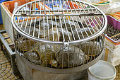 Chinese softshell turtles (Pelodiscus sinensis) sale in Hanoï market, Vietnam