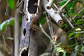 Northern Smooth-tailed Treeshrew (Dendrogale murina), Cat Tien national park, Vietnam