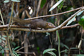 Northern Treeshrew (Tupaia belangeri)on a liana, Cat Tien national park, Vietnam