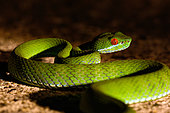 Crotale asiatique (Trimeresurus rubeus), Parc national de Cat Tien Vietnam