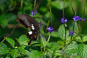 Red Helen (Papilio helenus) Danang, Vietnam