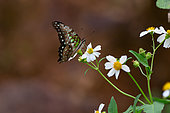 Tailed Jay (Graphium agamemnon), Danang, Vietnam